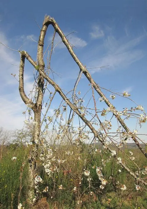cerisier