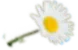 Paquerette
